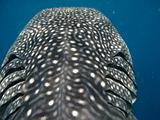 Djibouti - Whale Shark in the Gulf of Aden - 03